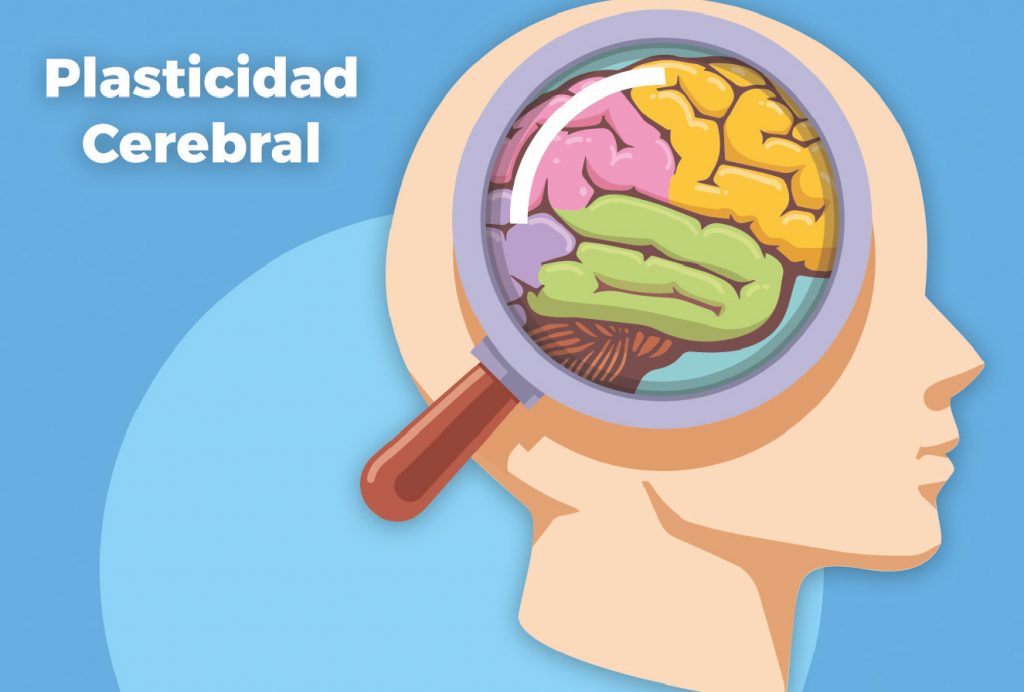 plasticidad cerebral